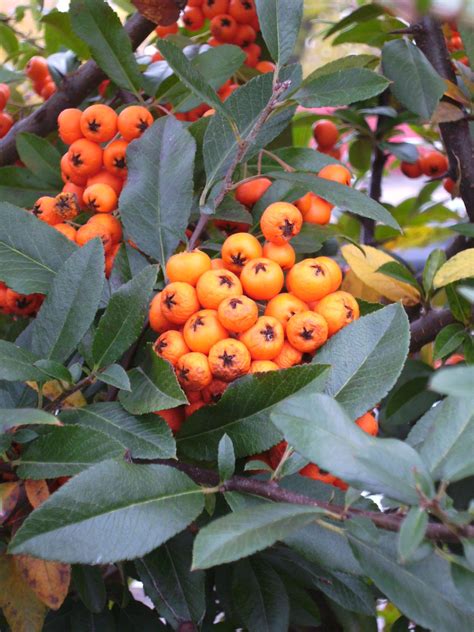 Pyracantha Great Fall Interest With These Orange Berries Hardy To Zone