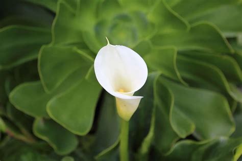How To Propagate Calla Lily Here Are The Important Steps Petals And