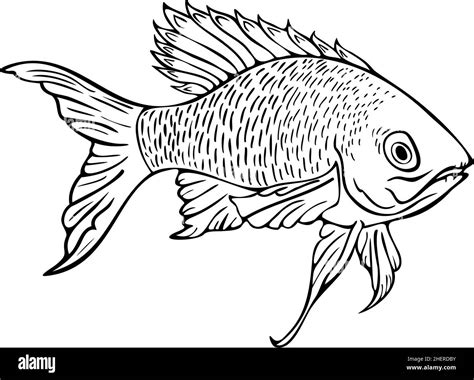 Vector Illustration Of Black And White Fish Hand Drawn Isolated Fish