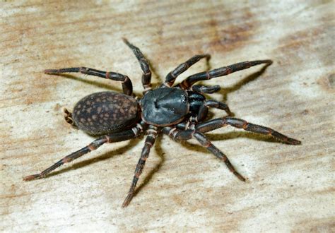 This Is The Outstanding Power Of Funnel Web Spiders Page 2 Animal