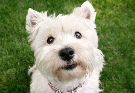 Can Dogs Look Up 6 Ridiculous Myths About Dogs Terribly Terrier