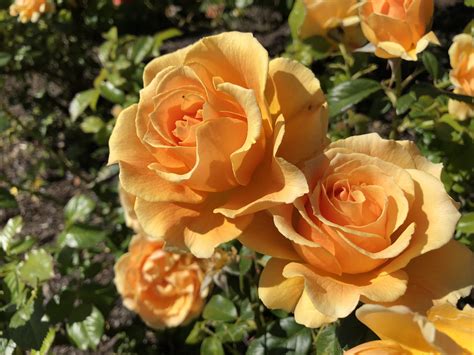 Why the flowers bloom is a mystery though. Pin by PEI RU Lin on Canada | Flowers, Plants, Rose