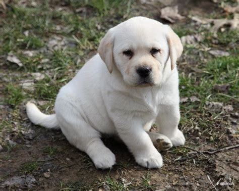 Yellow Lab Puppy