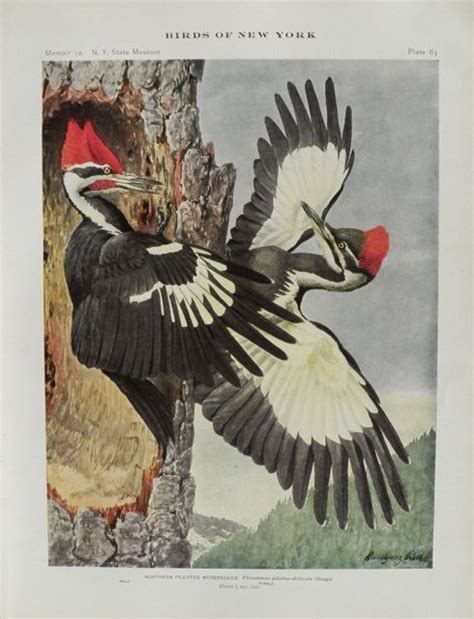 1914 louis fuertes antique bird print ~ pileated woodpecker antique prints ~ land birds ~ fuertes