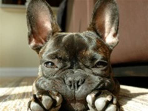Rescue, rehabilitation, placement, adoption, public breed education, and breed specific shelter assistance and more. Florida French Bulldog Rescue Groups