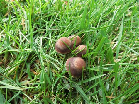 Ts sp and grow tent. Lawn Mower Mushroom, Pacific Northwest | Gohiking.ca