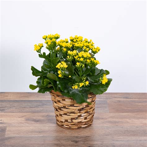 Yellow Kalanchoe Plant Siloam Springs Florist Siloam Flowers And Ts