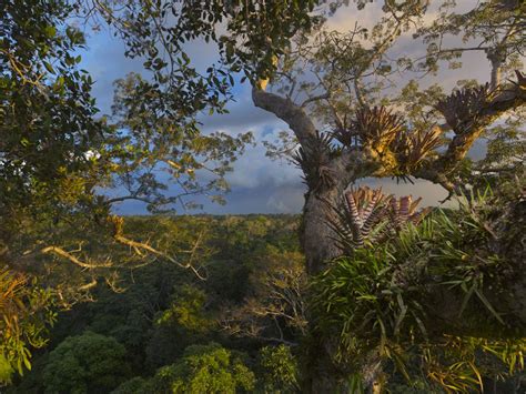 Distribution of the tropical rainforest. What is the average precipitation in the tropical ...