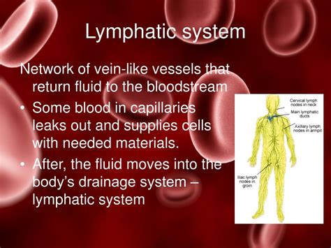 Ppt Blood And Lymph Powerpoint Presentation Free Download Id4681733
