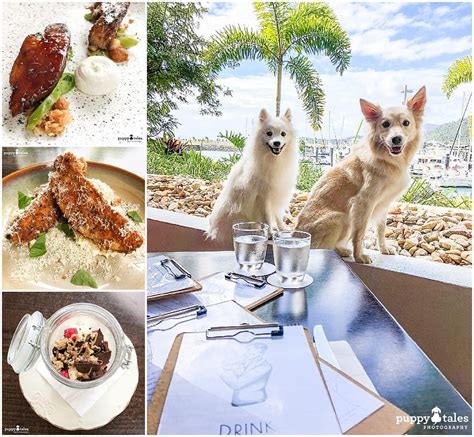Dog Friendly Cafes & Restaurants ~ Airlie Beach | Puppy Tales