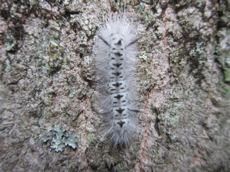 Hickory Tussock Moth Caterpillar Project Noah