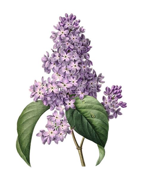 Printable Purple Lilacs Antique Flower Illustration Etsy Purple