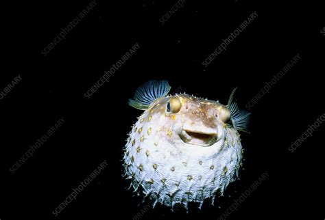 Yellowspotted Pufferfish Stock Image C0175463 Science Photo Library