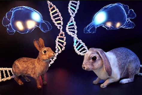 Cruzamiento De Conejos Lineas Y Genética En Conejos