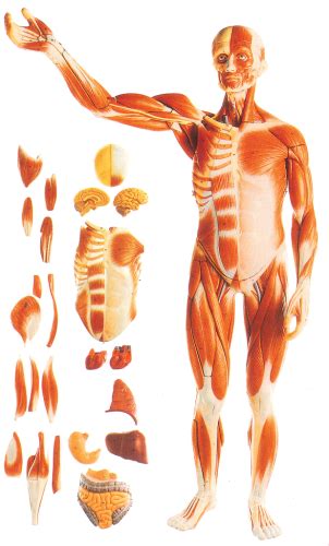 Media in category male internal organs. Model of Muscles of Male with Dissectible Internal Organs - 27 Parts | King Mariot Medical ...