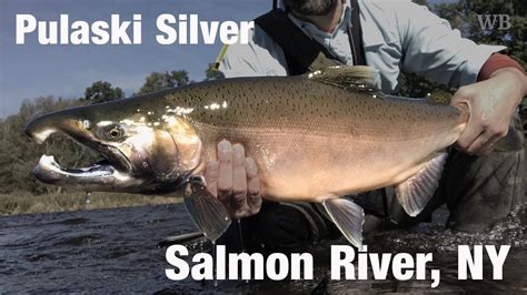 Fly Fishing Pulaski Silver Salmon River Ny Wooly Bugged Youtube