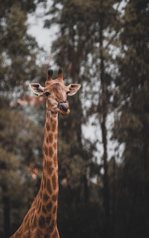 Дикая природа африканское животное жираф Обои 1200x1920 Samsung