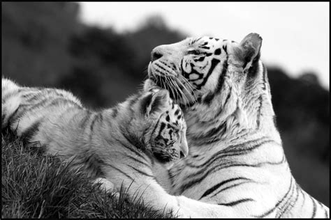 White Tiger And Cub Bekshadow Flickr