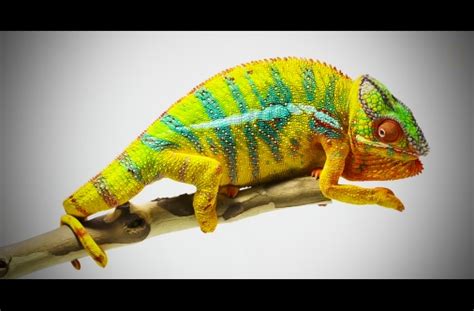 Heres The Real Reason Why Chameleons Change Colors