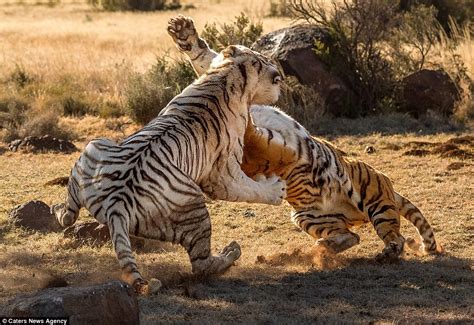 All orange cats are tabbies , but not all tabbies are orange cats! Two female tigers slash and tear at each other in battle ...