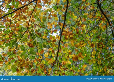 Fall Leaf Canopy Back Light Stock Image Image Of Colorful Dense