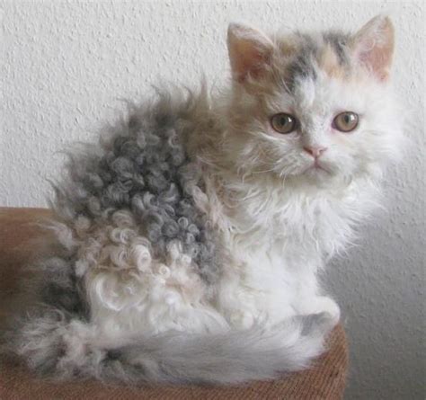 Heres What You Need To Know About These Curly Haired Cats