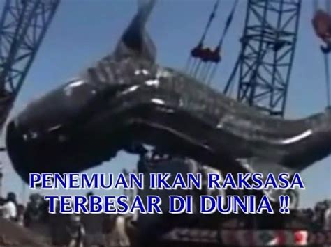 Danau ini menjadi danau terbesar di dunia yang terletak diantara daratan benua eropa dan juga benua asia. VIDEO PENEMUAN "IKAN RAKSASA DAN TERBESAR DI DUNIA" IKAN ...