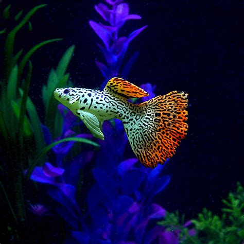 It glows under a blue light. Mnycxen Aquarium accessories Plastic Swimming Faux Fake Gold Fish Aquarium Fish Tank Decor ...