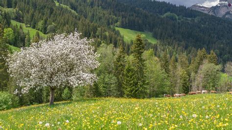 Flowers Flourishing Mountains Trees Forest Meadow Spring Cows