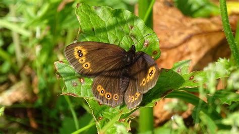 «prapastiile zarnestiilor sau cheile zărneștiului zărnești gorges #zarnesti #cheilezarnestilor…» Woodland Ringlet - Erebia medusa | Zarnesti Gorge, Romania ...