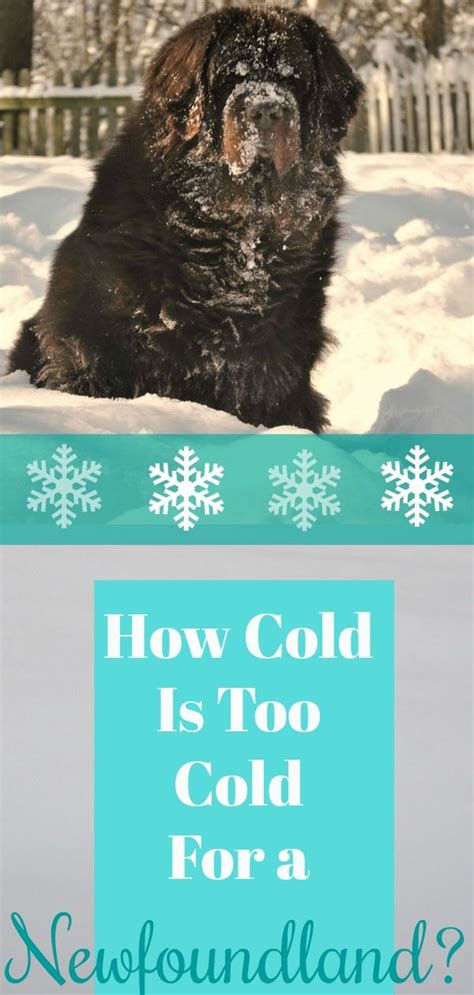 How Cold Is Too Cold For A Newfoundland Dog Cold Newfoundland Dog