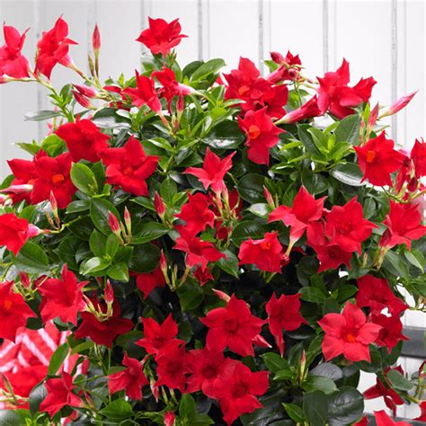 Rio dipladenia, red blooms with plectranthus and dracaena spike accents. Dipladenia - VerdeGo