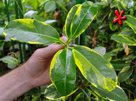 Our grower's choice subscription freshly picked and delivered to your door every month. Stephanotis floribunda Variegated 'Madagascar Jasmine'