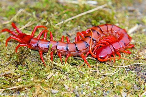 56 Best Of Scolopendra Dehaani Insectpedia