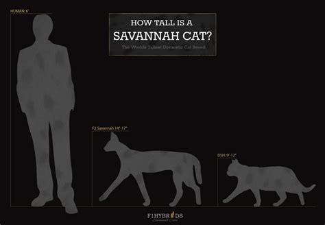 Savannah Cat Size Diagram Savannah Cat Savannah Chat Savannah Kitten