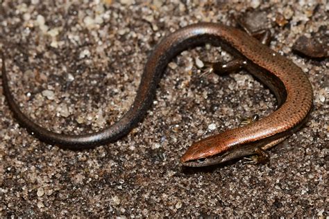 Ground Skink South Carolina Partners In Amphibian And Reptile