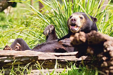 Gallery - Wildlife HQ