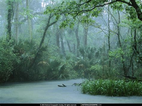 Rainforest hd wallpapers,widescreen hd desktop backgrounds. 45+ Rainy Forest Wallpaper on WallpaperSafari