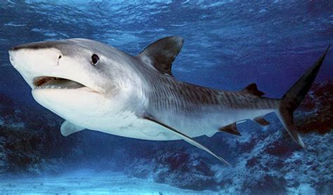 Animals Of The World Spinner Shark