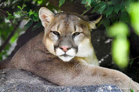 Oklahoma City Zoo Launches Live Mountain Lion Cam Oklahoma City