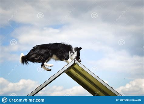 Crazy Border Collie Is Running In Agility Park Royalty Free Stock