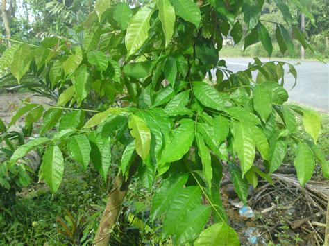 We did not find results for: DARI DAPUR ORANG KAMPUNG: BUDU, BUNGA TELANG & PUCUK SERAI ...