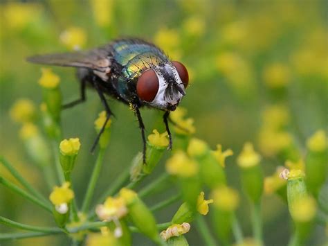 Keeping mosquitoes away is not as strenuous as it sounds. 5 Plants That Keep Flies And Mosquitoes Away