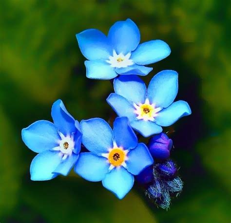 It is one of the most widespread flower tattoos. green hand blue flowers nature cup forget me not myosotis ...