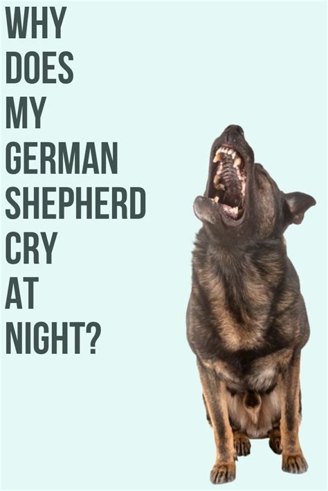 Why Does My German Shepherd Cry At Night Crying At Night German