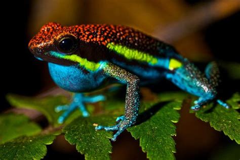 Most Amazing Colorful Frogs That Are Not Available To See Everywhere
