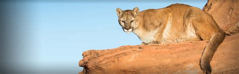 Arizona Mountain Lion Hunting Guide Az Cougar Hunting Outfitters