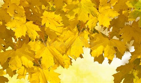 Golden Autumn Leaves Stock Image Image Of Vivid Outside 17017745