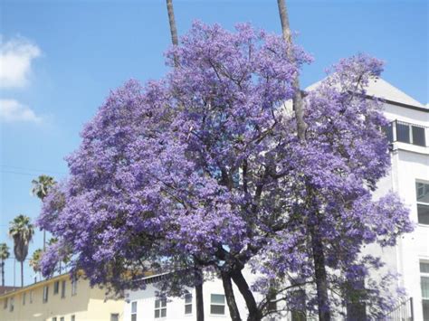 In southern california, this flowering tree is most often referred to as a mimosa or silk tree. The Color Purple | Spring Time in Carlsbad and Southern ...