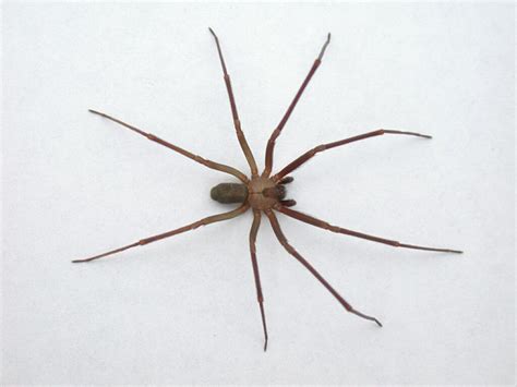 Brown Recluse Spider Loxosceles Reclusa Arachnipedia Wiki Fandom